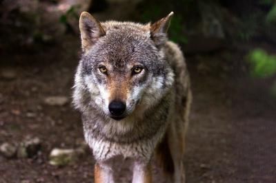 Siete autonomías están en contra de la orden que prohíbe cazar lobos